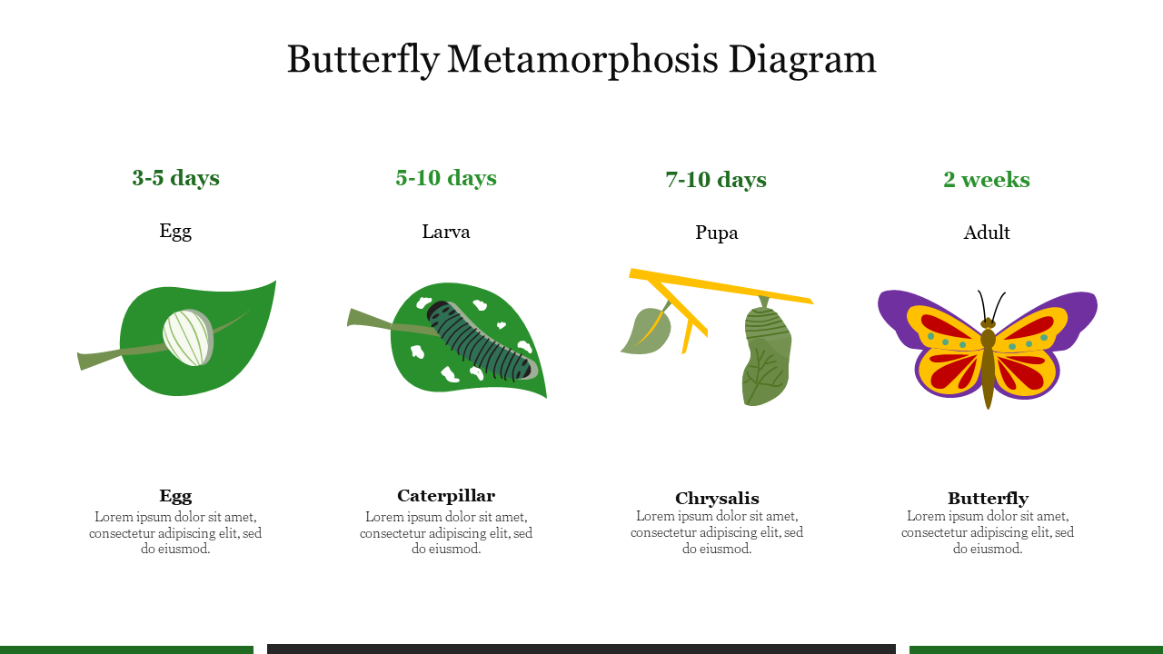 Butterfly Metamorphosis Diagram PowerPoint Template
